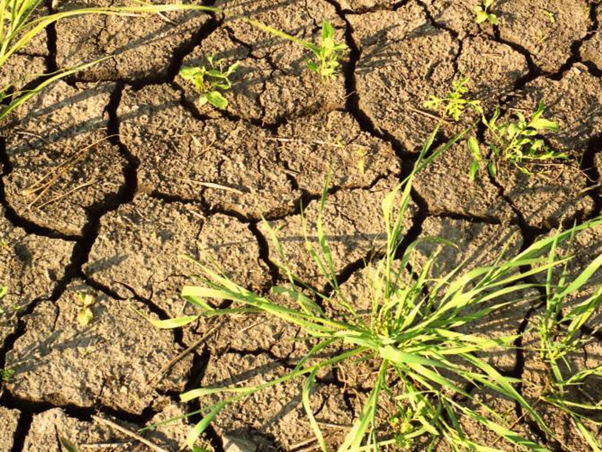 Засуха значение. Засуха в Башкирии. Почвенная засуха. Деградация земель. Дегумификация почв.