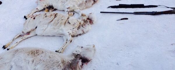 Туши сайги. Архивное фото - рекадр Туши сайги. Архивное фото - рекадр - Sputnik Казахстан