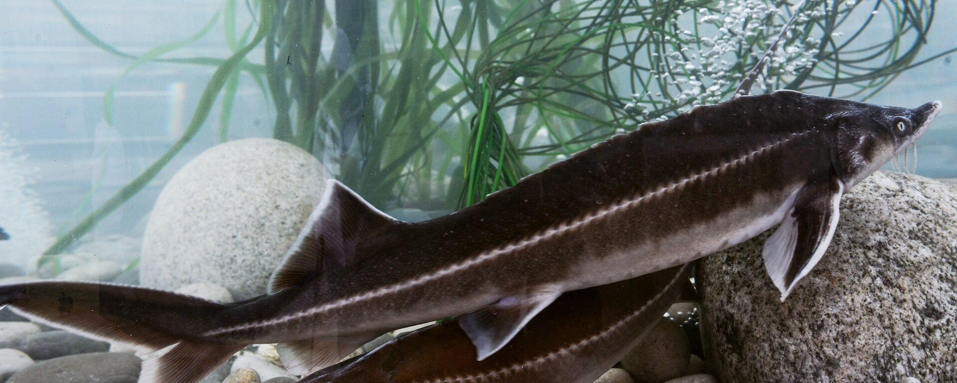 Бекіре - Sputnik Қазақстан, 1920, 30.10.2025