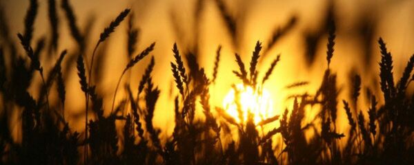 Пшеница - Sputnik Казахстан