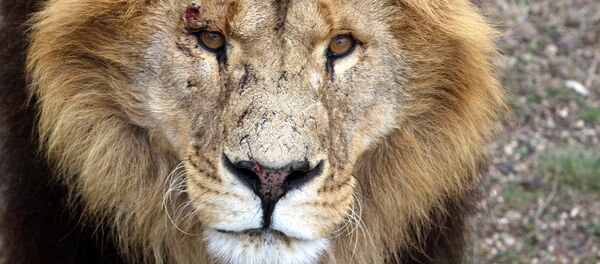 Лев. Иллюстративное фото - Sputnik Казахстан