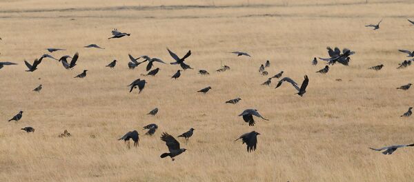 Архивное фото степи Архивное фото степи - Sputnik Казахстан
