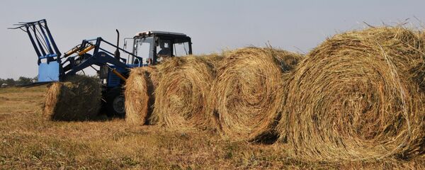 Солома - рекадр - Sputnik Казахстан