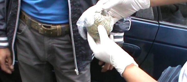 наркотики марихуана задержание изъятие арест наркоторговцы наркотики марихуана задержание изъятие арест наркоторговцы - Sputnik Казахстан