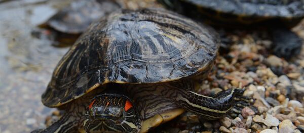 Черепахи. Архивное фото - рекадр - Sputnik Казахстан
