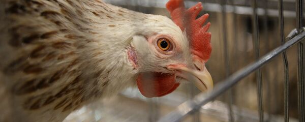 Курица Курица - Sputnik Казахстан