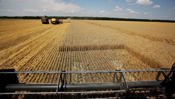 Архивное фото сбора урожая пшеницы - Sputnik Казахстан