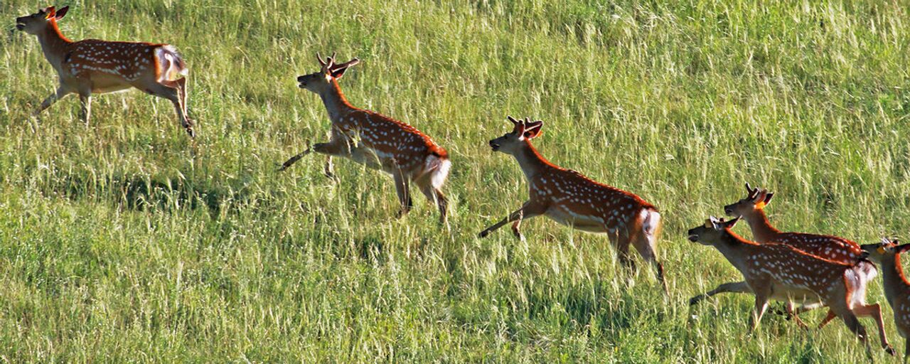 Брянск облысының Климово қаласындағы жеке эскорттар
