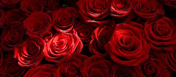 Раушан - Sputnik Қазақстан