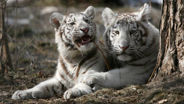 Бенгальский тигр. Архивное фото - Sputnik Казахстан
