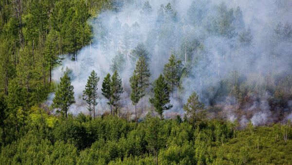 Лесной пожар, архивное фото - Sputnik Казахстан