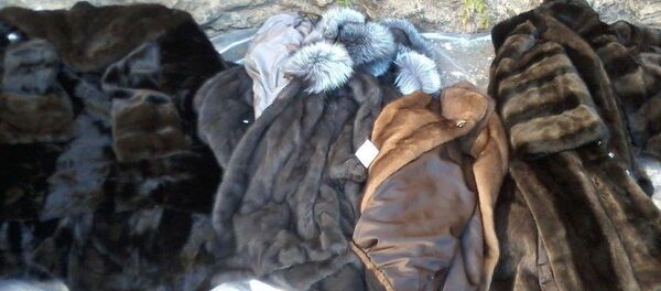 Құндыз тондар Құндыз тондар - Sputnik Қазақстан