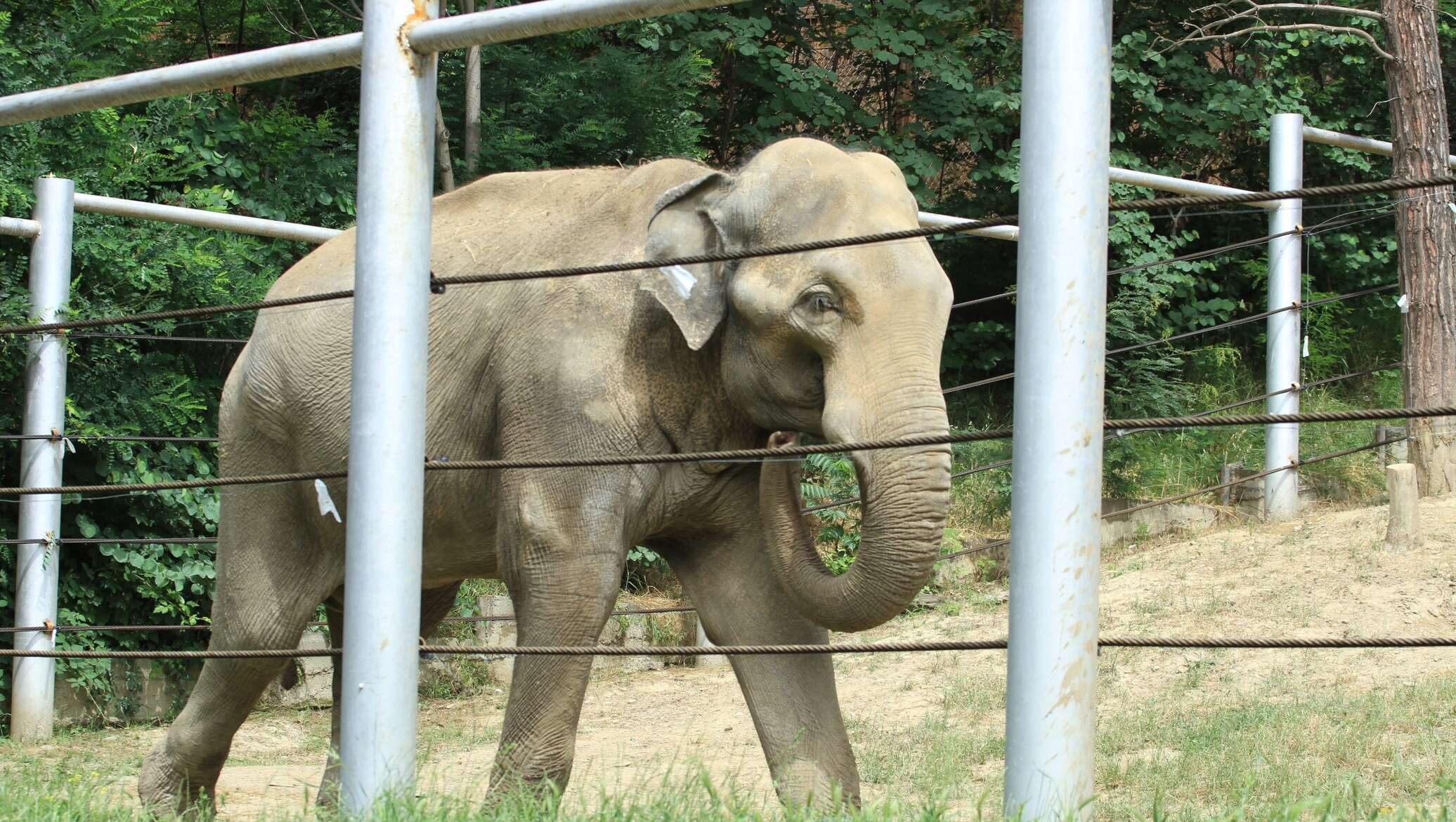 В зоопарке живет слон