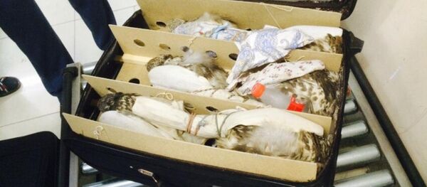 Контрабандистерден алынған балобан сұңқарлар - Sputnik Қазақстан