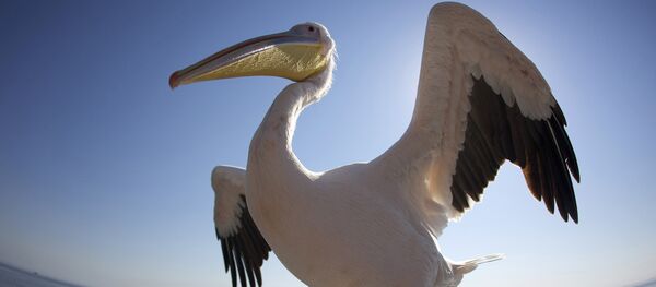 Пеликан - Sputnik Казахстан