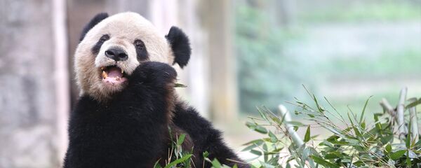 Панда. Архивное фото - Sputnik Казахстан