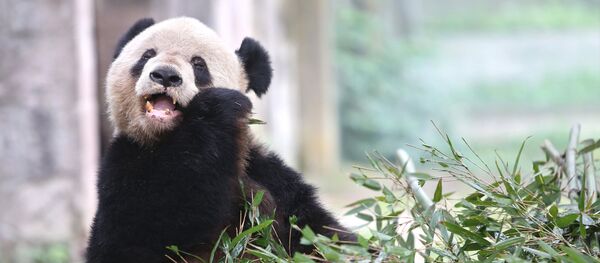 Панда. Архивное фото Панда. Архивное фото - Sputnik Казахстан
