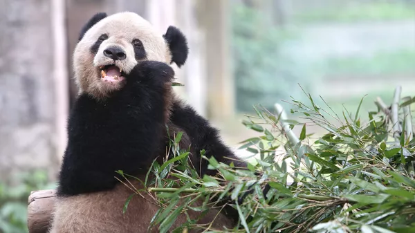 Панда, архивное фото - Sputnik Казахстан