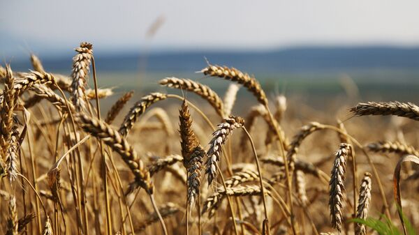 Пшеница. Архивное фото - Sputnik Казахстан