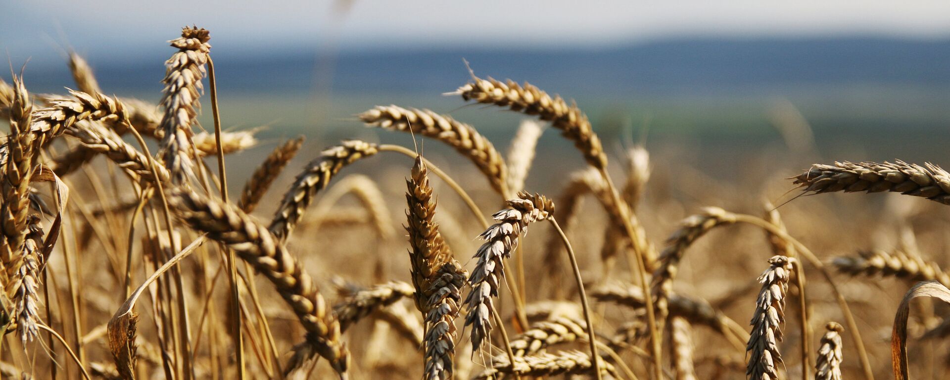 Пшеница. Архивное фото - Sputnik Казахстан, 1920, 16.05.2023