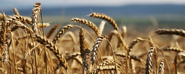 Пшеница. Архивное фото - Sputnik Казахстан