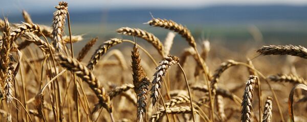 Пшеница. Архивное фото - Sputnik Казахстан