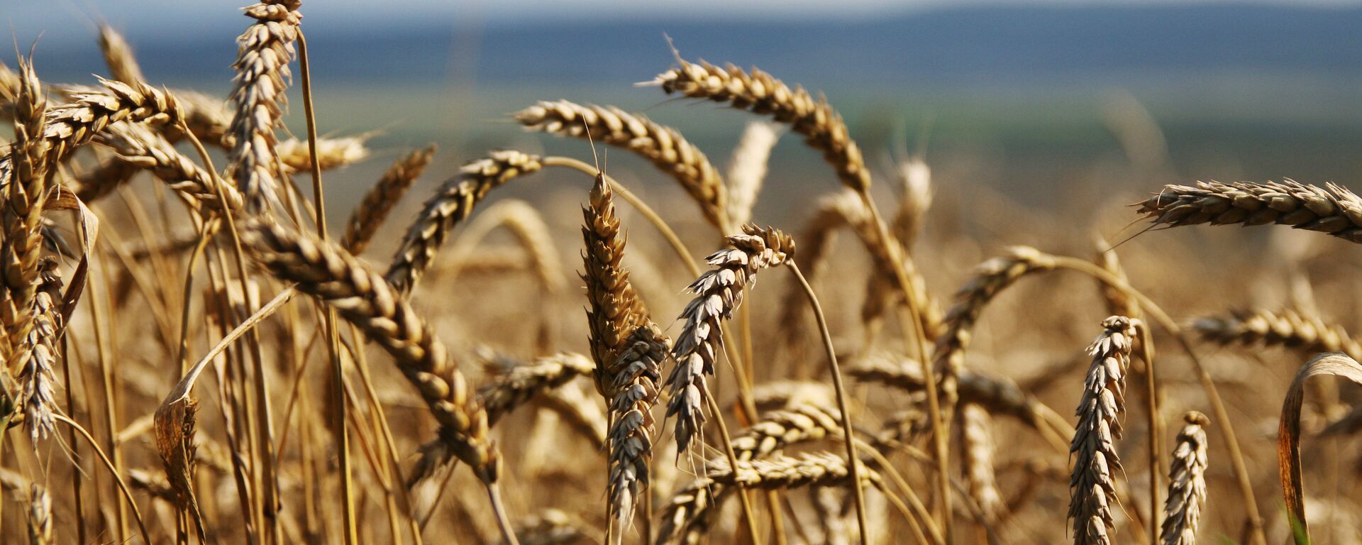 Пшеница, архивное фото - Sputnik Казахстан, 1920, 14.03.2026