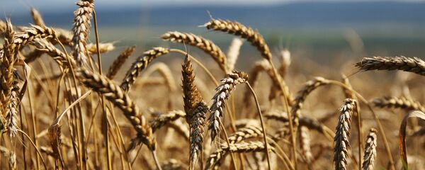 Пшеница. Архивное фото - Sputnik Казахстан