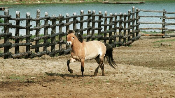 Лошадь Пржевальского. Архивное фото - рекадр - Sputnik Казахстан
